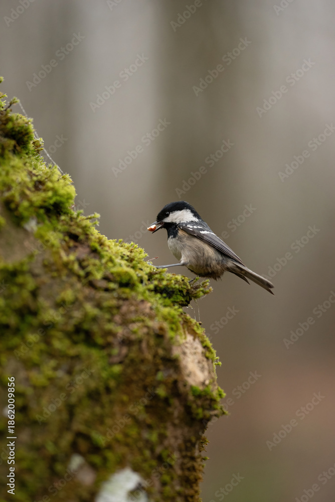 Obraz premium A small Coal Tit is seen holding a piece of food in its beak. The bird is perched on a branch covered in green moss in its natural forest habitat