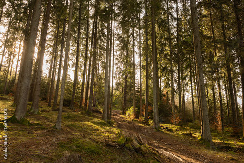 Foto Tall pine trees rise along a quiet forest path as warm sunlight filters through the canopy