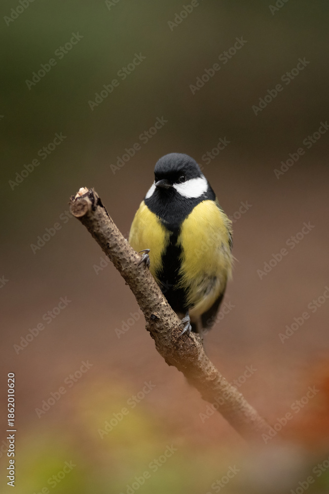 Naklejka premium A small Great Tit bird with yellow, black, and white feathers is standing on a small tree branch. The background is blurred brown and green foliage in a wooded area