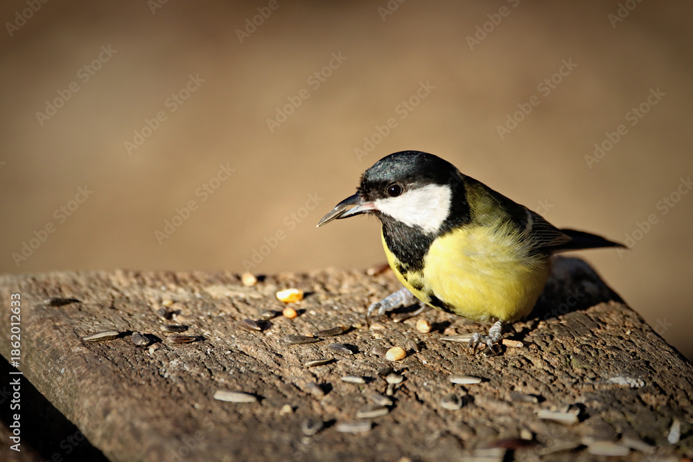 Obraz premium Great Tit