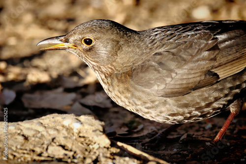 Blackbird Female