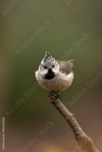 Wallpaper Mural A small Crested Tit sits perched on a bare branch in a forest setting. The bird faces forward with its distinct crest visible, looking directly ahead Torontodigital.ca