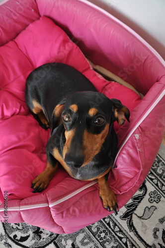 Foto cachorro fofo raça duchshund relaxa em casa