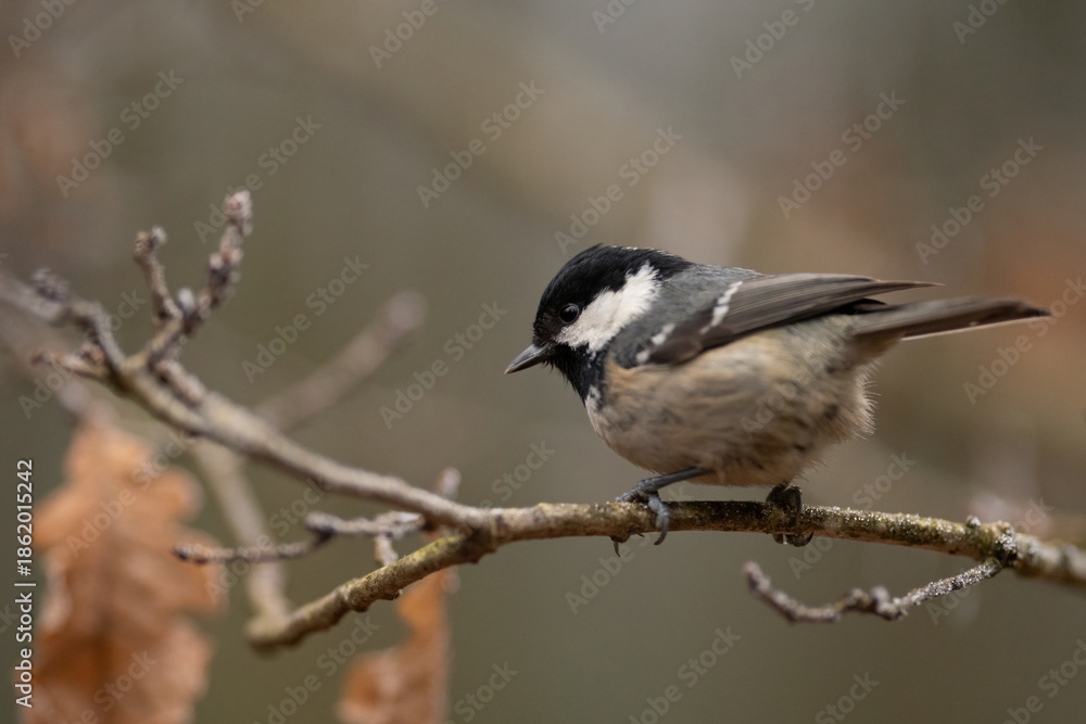 Fototapeta premium A small Coal Tit sits on a branch in a forest. The bird has a black head and white cheeks, looking downwards. Several brown leaves are visible in the blurred background