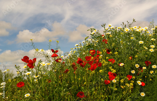 Red poppies and daisies blooming in spring. Bright floral background suitable for creative projects.