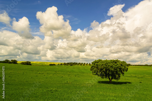 Scenic minimal landscape with oak trees in open fields. Calm outdoor background suitable for design.