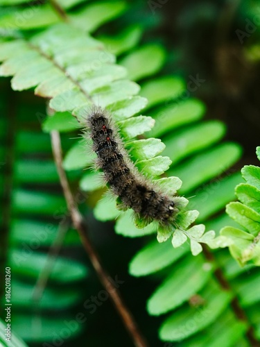 A close up of a Dasychira caterpillar on the leaf