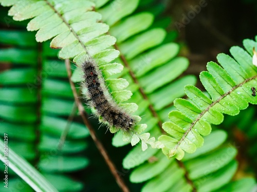 A close up of a Dasychira caterpillar on the leaf