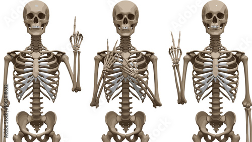 Human skeleton anatomy cartoon set with funny hand gestures and poses, medical bone structure illustration for education and design