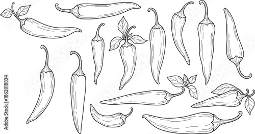 Set of hand drawn chili peppers with leaves, spicy hot pepper collection, vintage botanical vegetable illustration, black and white vector