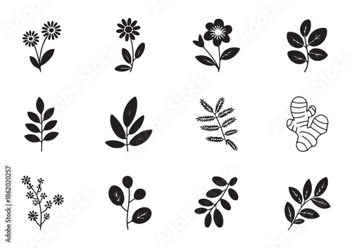 Collection of natural plant and herb icons for herbal medicine and botanical illustrations, set in black and white