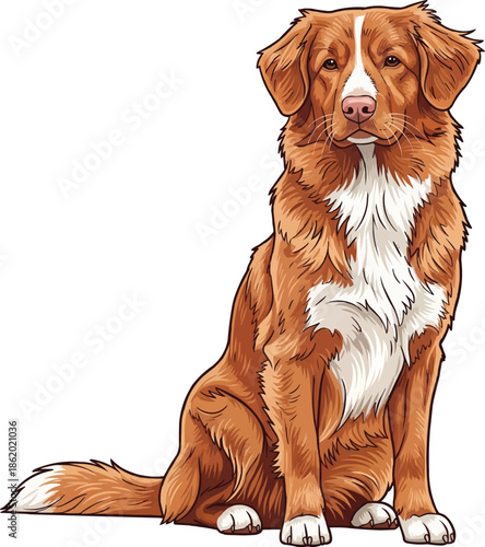 Nova Scotia Duck Tolling Retriever dog sitting relaxed attentive pose