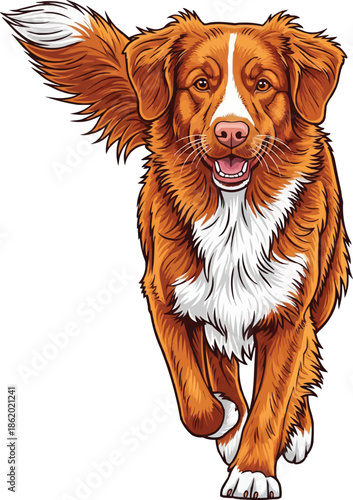 Nova Scotia Duck Tolling Retriever dog running forward cheerful movement