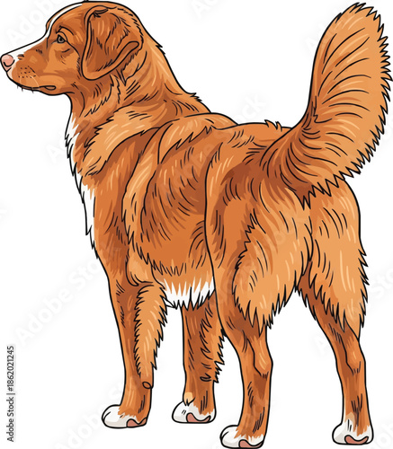 Nova Scotia Duck Tolling Retriever dog standing rear view looking away