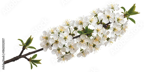 Delicate white cherry blossoms bloom on a spring branch, isolated against a pristine white background
