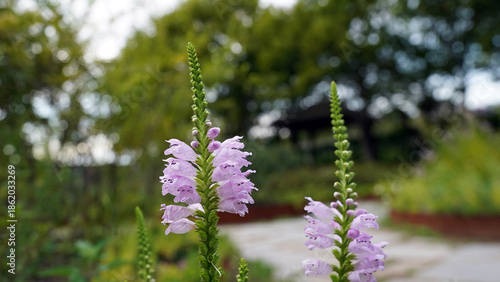 Fotografi Pink Obedient Plant Flowers Blooming in Natural Meadow