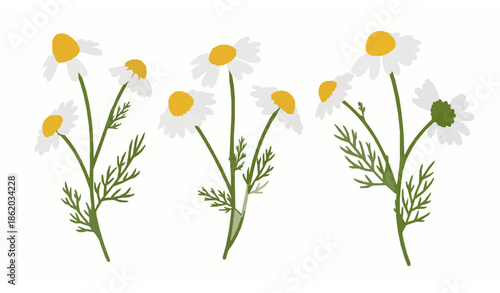 Chamomile flowers with leaves botanical vector set isolated on white background