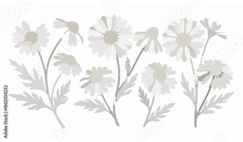 Hand drawn chamomile flowers with leaves vector collection for herbal branding