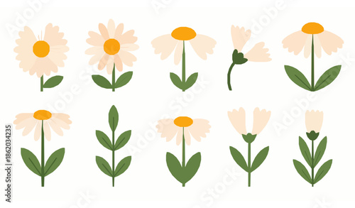 Flat daisy flowers with leaves vector collection for spring floral design
