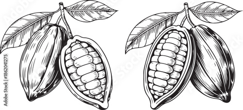 Engraved cocoa bean branch with leaves set in woodcut style isolated on transparent background for chocolate packaging branding