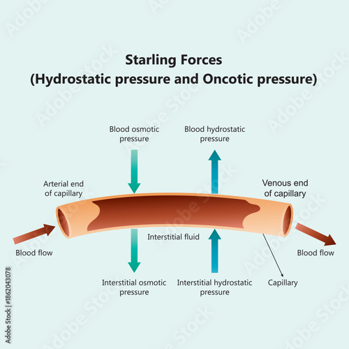 Starling Forces Diagram: Mechanism of Fluid Exchange in Capillaries via Hydrostatic and Oncotic Pressure