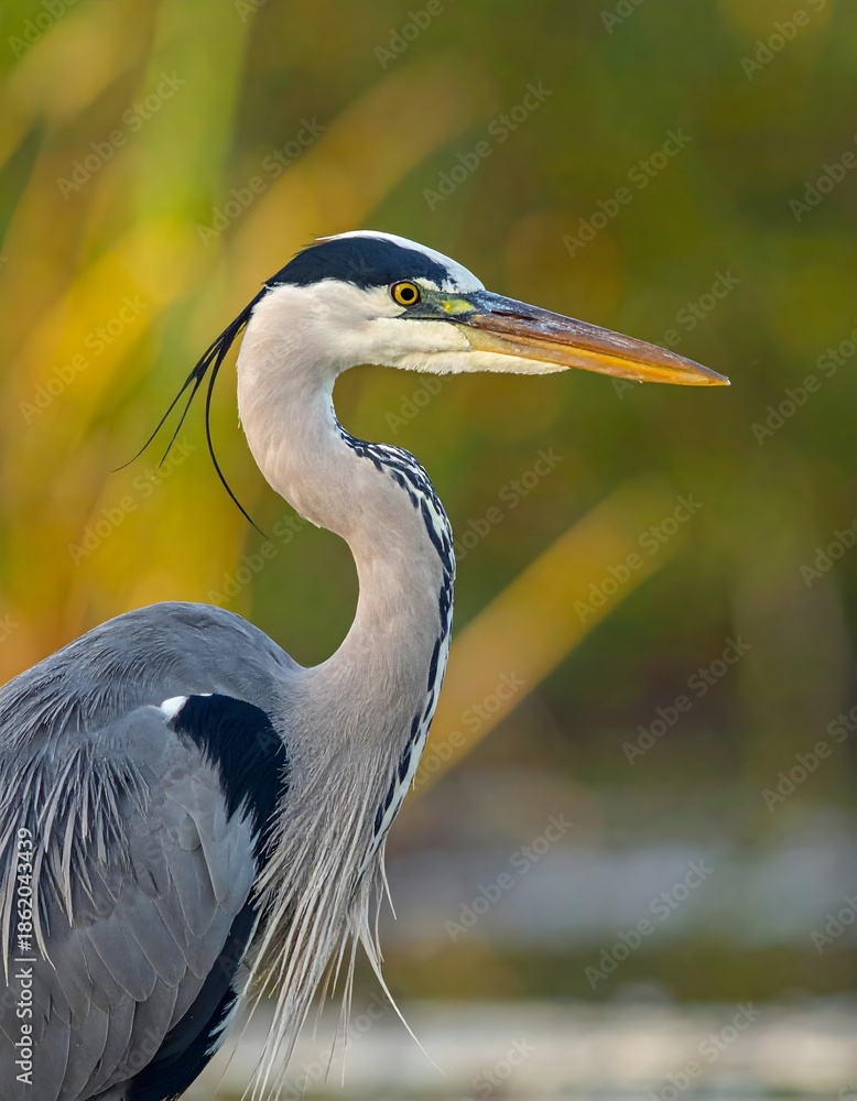 Fototapeta premium Majestic Grey Heron Close-up in Natural Habitat.