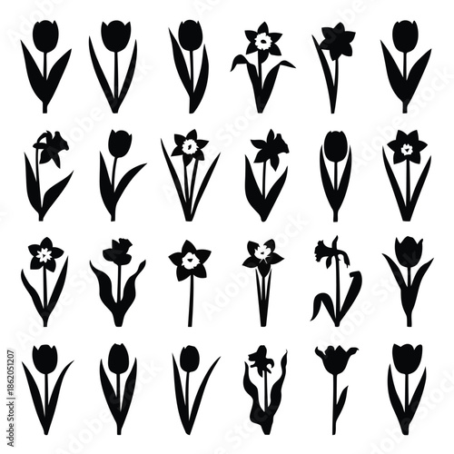 Collection of black tulip and daffodil silhouettes on white background vector