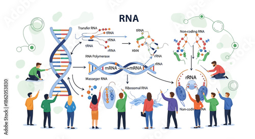 RNA synthesis and translation mechanism presented by cartoon people for teaching purposes