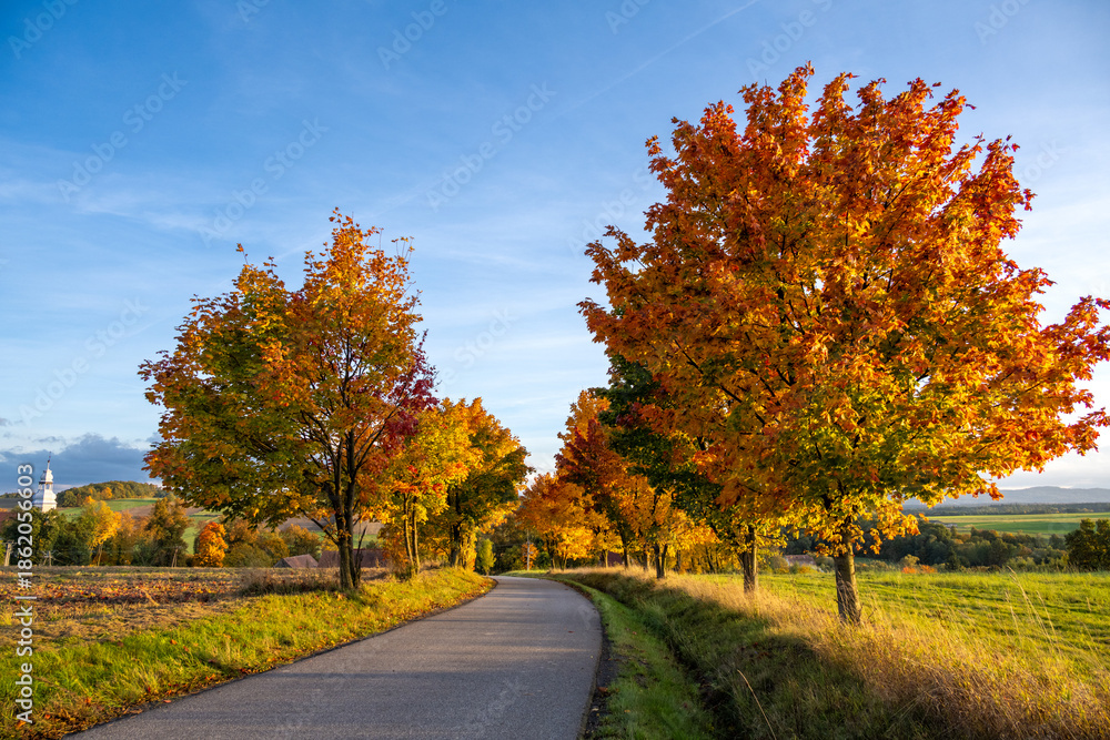 Obraz premium amazing landscape during autumn with road with trees in Poland 