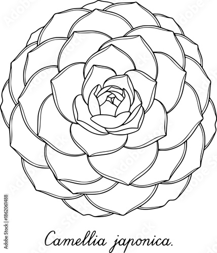 Camellia japonica flower outline illustration.