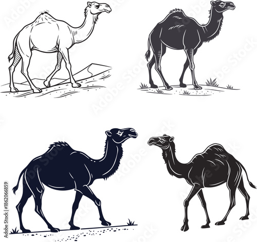 camels vector illustration