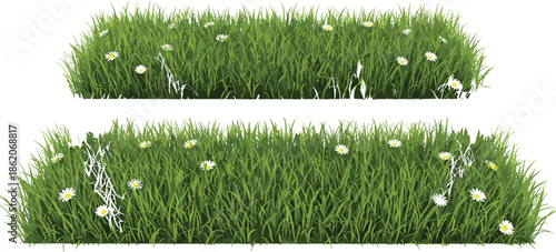 Green meadow grass with small white flowers, natural lawn border design, spring field landscape, botanical nature vector illustration background