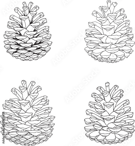 Detailed pine cone sketch set vector illustration for forest nature theme