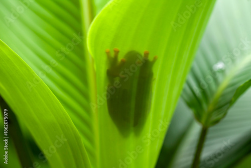 Green Frog in Branch