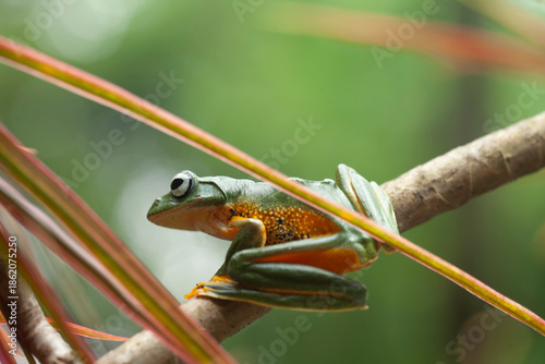 Green Frog in Branch