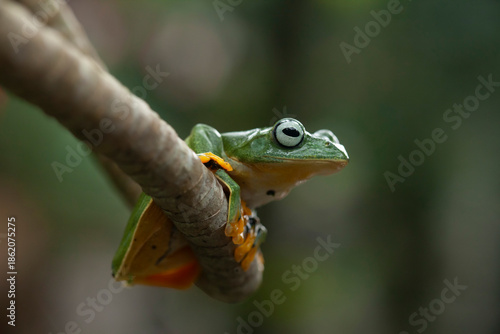 Green Frog in Branch