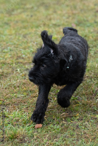 Wallpaper Mural The picture is probably a Giant Schnauzer puppy. Torontodigital.ca