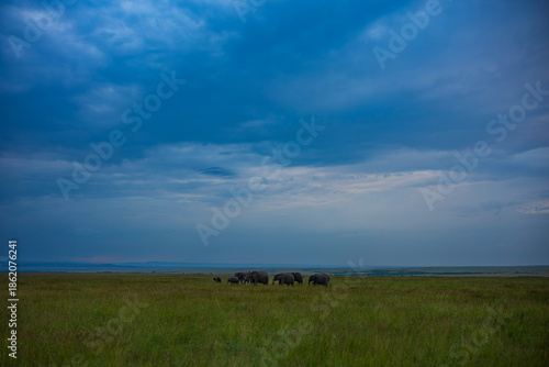 Slika na platnu Elephants at Masai Mara National Reserve photographing at night