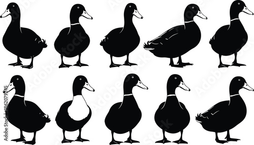 duck silhouettes set, farm bird collection, black vector poultry, domestic waterfowl shapes, mallard duck clipart bundle, animal icon pack