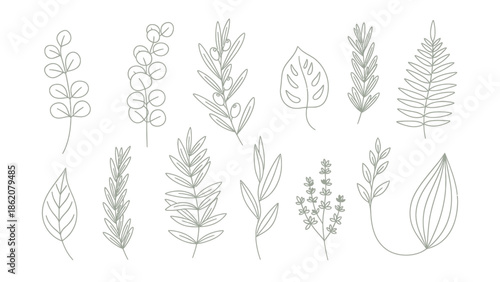 Collection of botanical illustrations