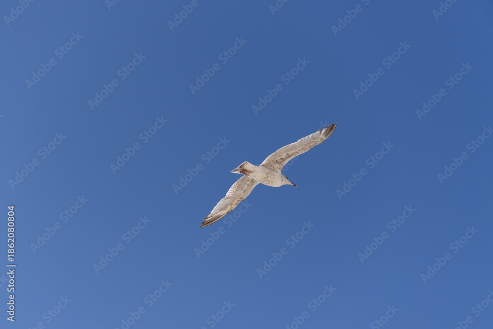 Fototapeta premium Fliegende Möwe unter blauem Himmel