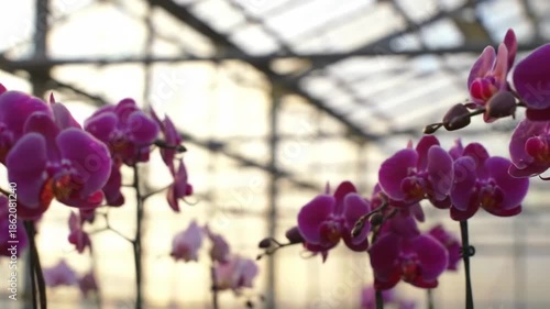 Close-up of delicate pink and purple orchid flowers blooming in a greenhouse. Floral beauty, greenhouse cultivation, orchid bloom, plant nature.