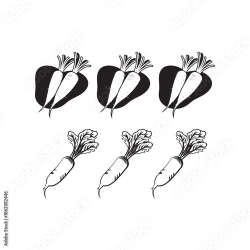  Radishes vector illustration
