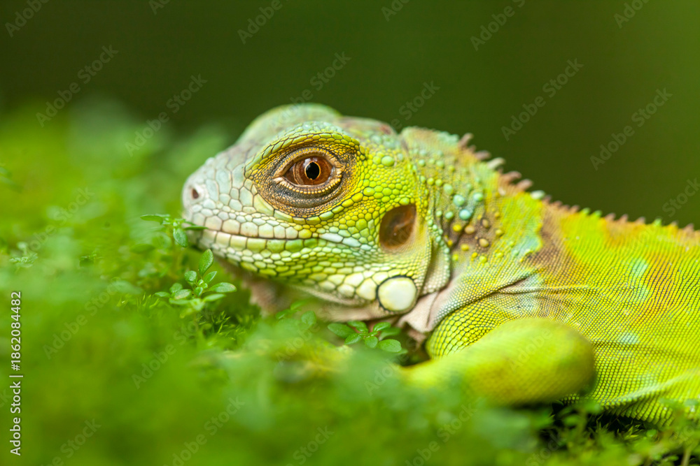 Fototapeta premium Iguana in natural place