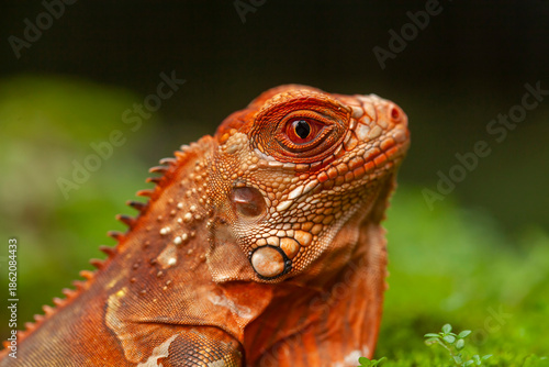 Iguana in natural place