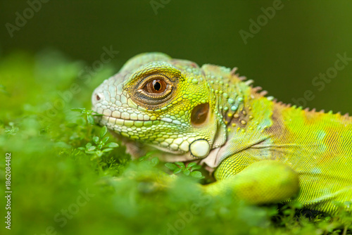 Iguana in natural place