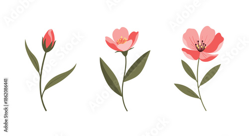 Illustration showing the stages of growth for a pink flower from a small bud to a partially open bloom and finally a full blossom.