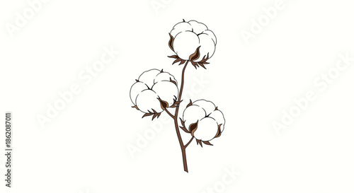 Graceful illustration of a cotton branch with three soft white fluffy bolls on a thin brown stem against a white background.
