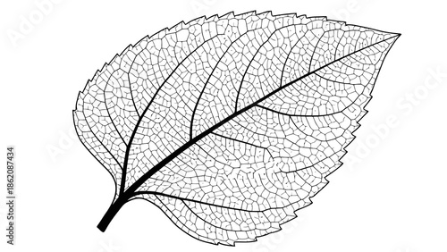 Detailed illustration of a leaf skeleton