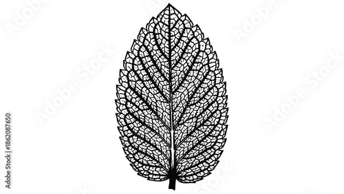 Delicate black leaf structure on white background